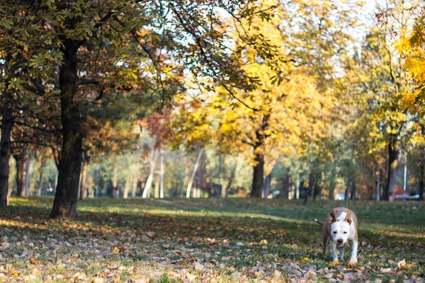 Dog Yellow Fallen Autumn Leaves Dog Walks Sniffs Autumn Park — Stock Photo, Image
