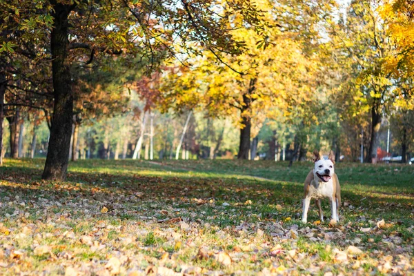 Friendly Dog Maple Leaf Autumn Playing Public Park —  Fotos de Stock