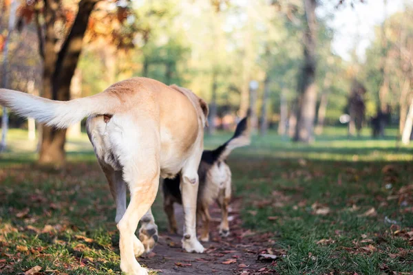 Разные Породы Собак Веселятся Вместе Три Дружелюбные Собаки Осеннем Парке — стоковое фото