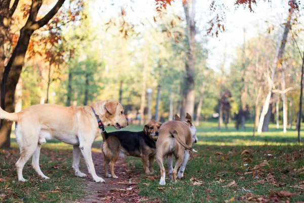 Different dog breeds have fun together. Three friendly dogs in autumn park