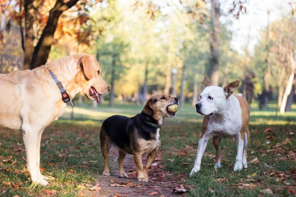 Farklı köpek türleri birlikte eğlenir. Sonbahar parkında üç dost köpek.