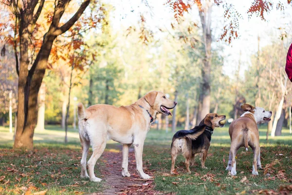 Different Dog Breeds Have Fun Together Three Friendly Dogs Autumn — Stockfoto