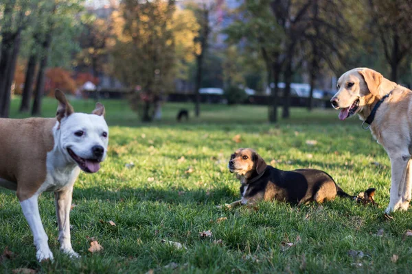 Different dog breeds have fun together. Three friendly dogs in autumn park