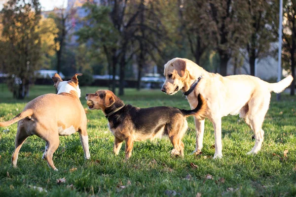 Different dog breeds have fun together. Three friendly dogs in autumn park