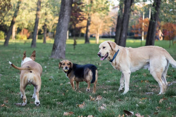 Different dog breeds have fun together. Three friendly dogs in autumn park