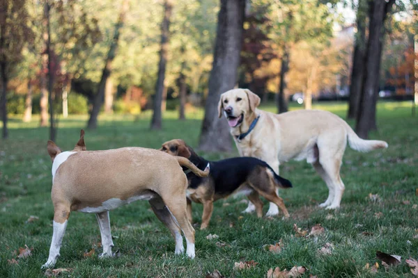 Különböző Kutyafajták Szórakoznak Együtt Három Barátságos Kutya Őszi Parkban — Stock Fotó