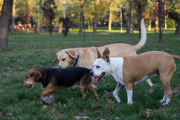 Different dog breeds have fun together. Three friendly dogs in autumn park