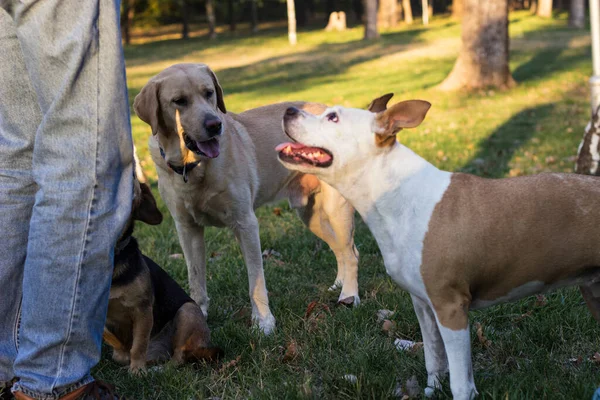 Diferentes Razas Perros Divierten Juntos Tres Perros Amistosos Parque Otoño —  Fotos de Stock