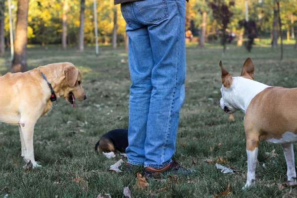 Different dog breeds have fun together. Three friendly dogs in autumn park