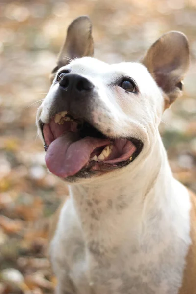 Smiling Dog Enjoying Beautiful Sunny Autumn Day — Photo