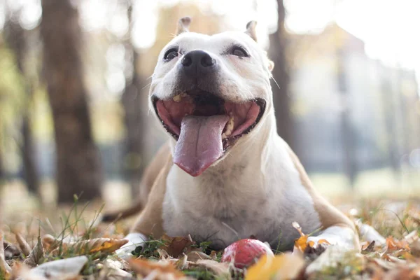Lächelnder Hund Genießt Den Schönen Sonnigen Herbsttag — Stockfoto