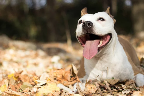 Lachende Hond Genietend Van Prachtige Zonnige Herfstdag — Stockfoto