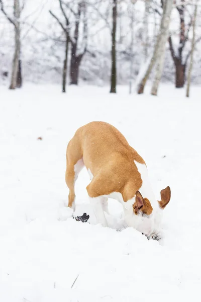 Dog winter joy portrait in the public park, outdoors