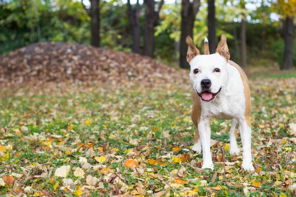 Friendly Dog Maple Leaf Autumn Playing Public Park — Zdjęcie stockowe