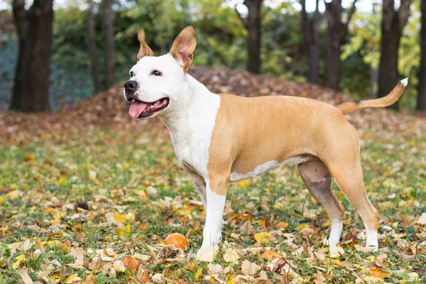 Friendly Dog Dan Daun Maple Musim Gugur Bermain Taman Umum — Stok Foto
