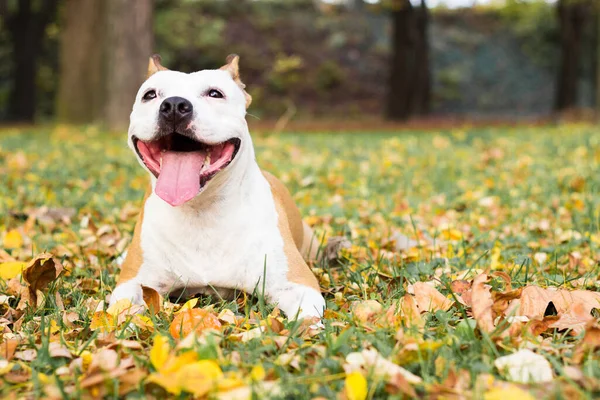 Усміхнений Собака Насолоджується Прекрасним Сонячним Осіннім Днем — стокове фото
