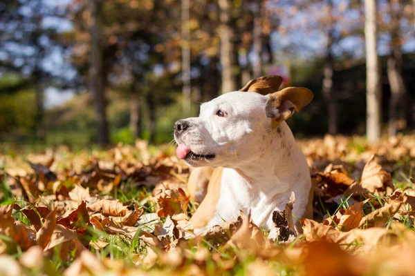 Smiling Dog Enjoying Beautiful Sunny Autumn Day — Zdjęcie stockowe