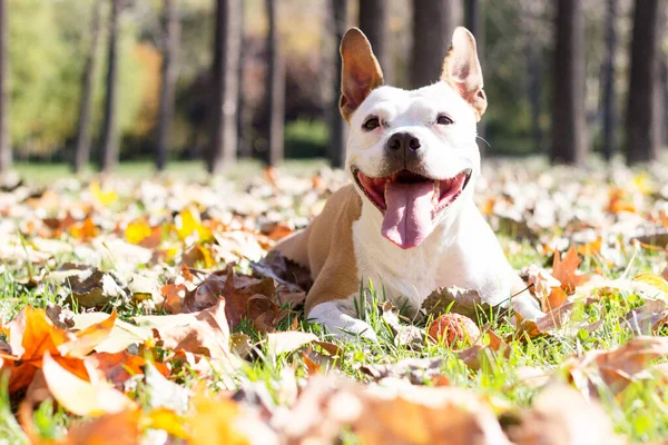 Усміхнений Собака Насолоджується Прекрасним Сонячним Осіннім Днем — стокове фото