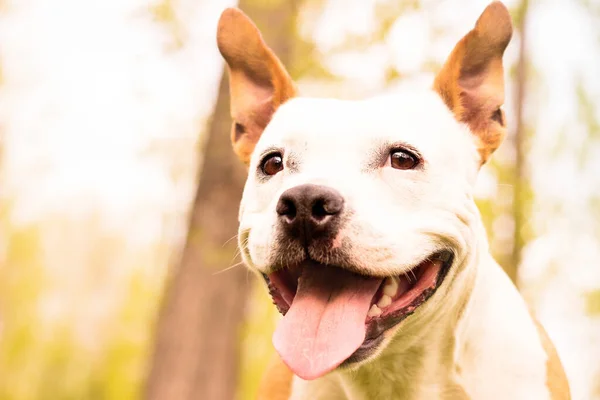 Доброзичлива Собака Посміхається Дивлячись Геть Гра Громадському Парку — стокове фото