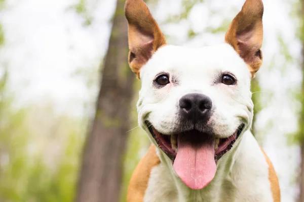 Доброзичлива Собака Посміхається Дивлячись Геть Гра Громадському Парку — стокове фото