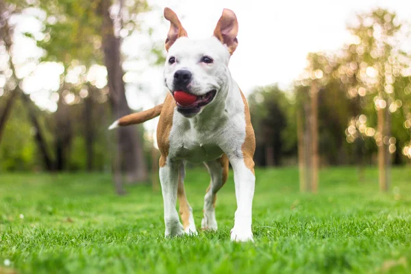 Cão Feliz Brincando Com Bola Grama Verde Parque — Fotografia de Stock