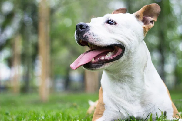 Portret Van Blije Schattige Amerikaanse Staffordshire Terrier — Stockfoto