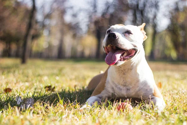 Cão Sorridente Desfrutando Belo Dia Ensolarado Outono — Fotografia de Stock