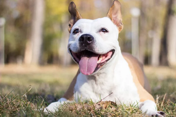 Smiling Dog Enjoying Beautiful Sunny Autumn Day —  Fotos de Stock