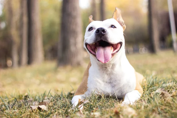 Smiling Dog Enjoying Beautiful Sunny Autumn Day — Zdjęcie stockowe