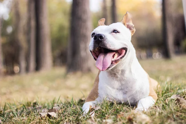 Χαμογελώντας Σκυλί Απολαμβάνοντας Την Όμορφη Ηλιόλουστη Ημέρα Του Φθινοπώρου — Φωτογραφία Αρχείου