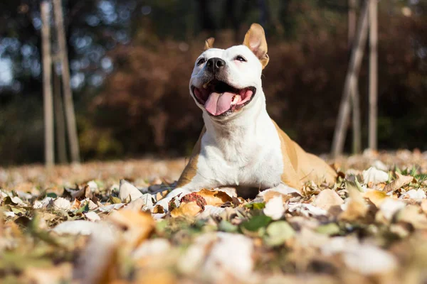 Uśmiechnięty Pies Cieszący Się Pięknym Słonecznym Jesiennym Dniem — Zdjęcie stockowe