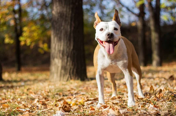 Perro Amistoso Hoja Arce Otoño Jugando Parque Público — Foto de Stock