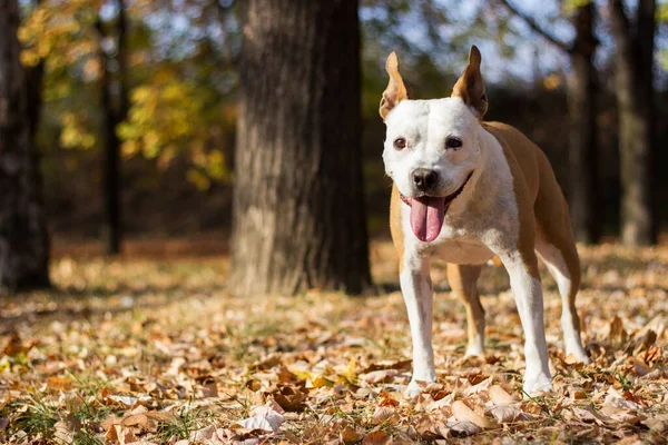 Przyjazny Pies Liść Klonu Jesień Zabawa Parku Publicznym — Zdjęcie stockowe