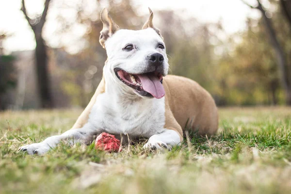 Porträt Eines Fröhlichen Und Niedlichen American Staffordshire Terrier — Stockfoto
