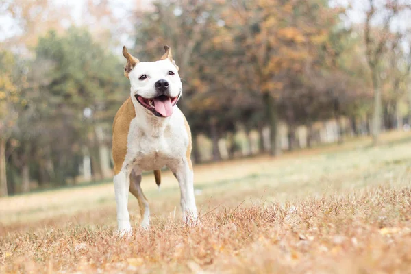 Дружній Собака Кленовий Лист Осінь Гра Громадському Парку — стокове фото