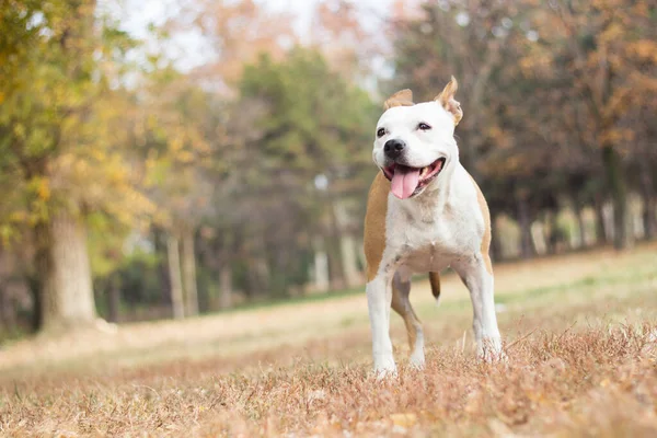 Perro Amistoso Hoja Arce Otoño Jugando Parque Público — Foto de Stock