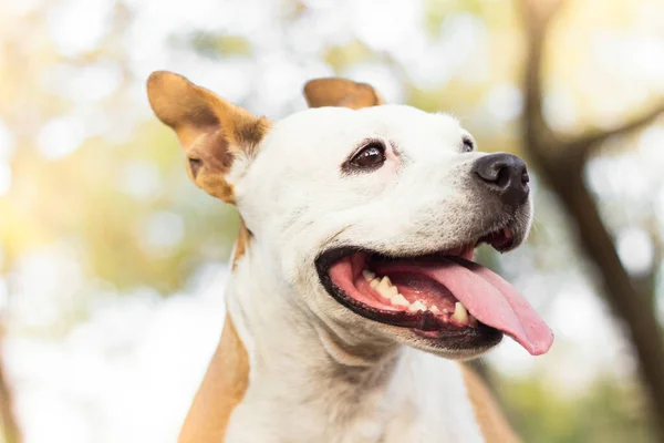 Vriendelijke Hond Glimlach Wegkijkend Spelen Het Openbaar Park — Stockfoto