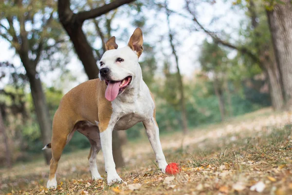 Cão Amigável Folha Bordo Outono Brincando Parque Público — Fotografia de Stock