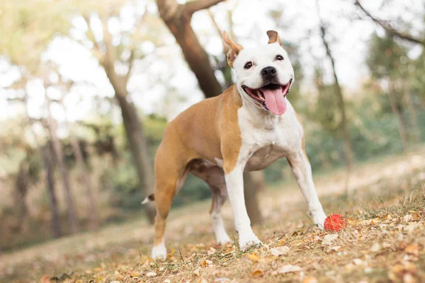 Дружній Собака Кленовий Лист Осінь Гра Громадському Парку — стокове фото