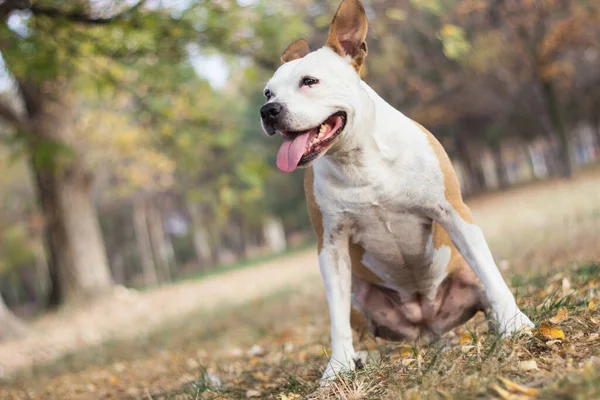 Lächelnder Hund Genießt Den Schönen Sonnigen Herbsttag — Stockfoto