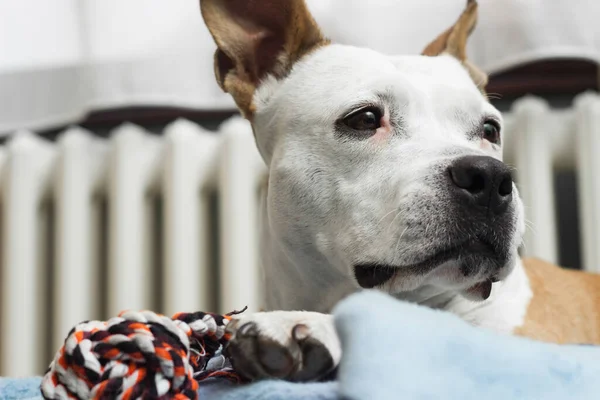 Sweet Dog His Favorite Toy Blanket Home — Fotografia de Stock