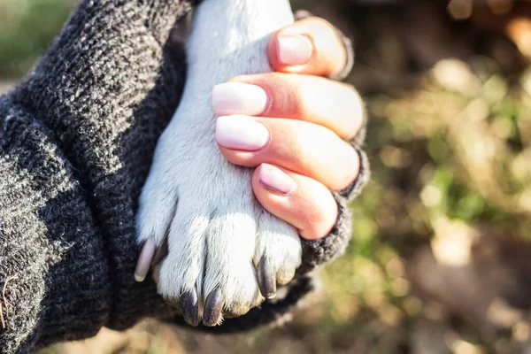 犬の足と人間の手は握手 冬の概念を行っている — ストック写真