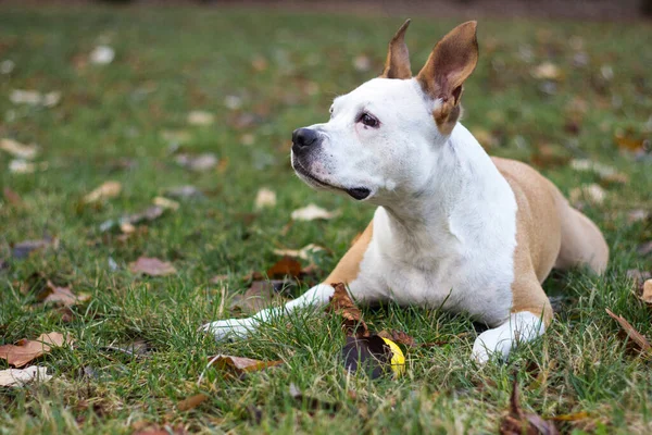Ritratto Felice Carino American Staffordshire Terrier — Foto Stock