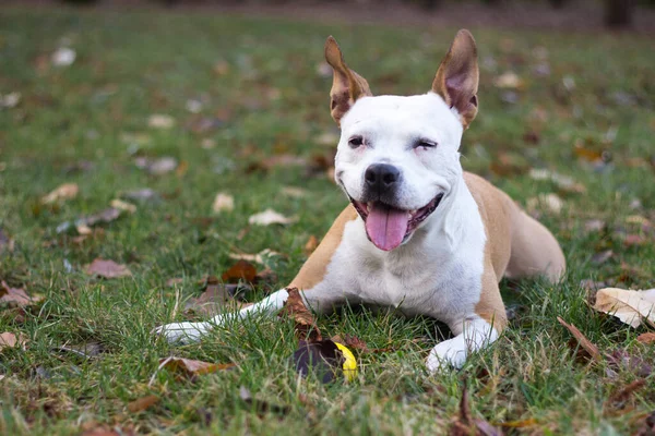 Porträt Eines Fröhlichen Und Niedlichen American Staffordshire Terrier — Stockfoto