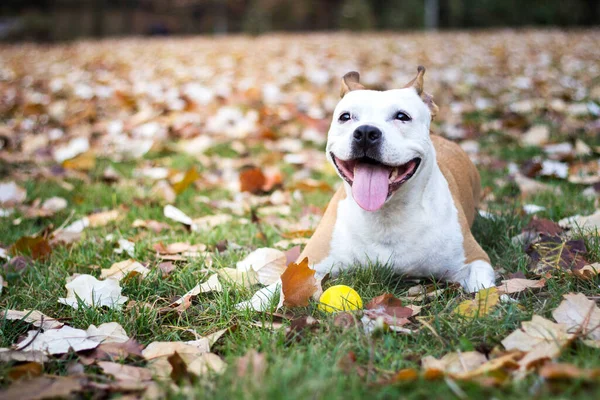 Smiling Dog Enjoying Beautiful Sunny Autumn Day — 스톡 사진