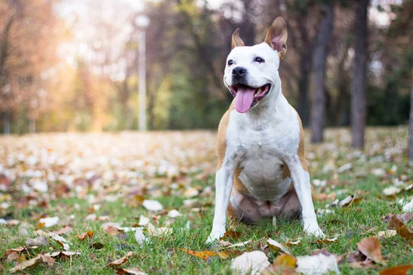 Όμορφη Και Παιχνιδιάρα Αμερικανίδα Staffordshire Terrier Στέκεται Στο Πάρκο Γλώσσα — Φωτογραφία Αρχείου