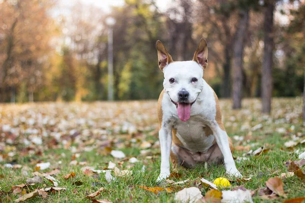Όμορφη Και Παιχνιδιάρα Αμερικανίδα Staffordshire Terrier Στέκεται Στο Πάρκο Γλώσσα — Φωτογραφία Αρχείου