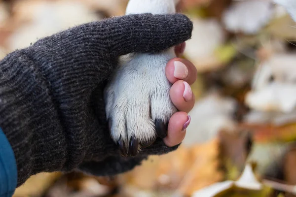 Πατούσα Του Σκύλου Και Ανθρώπινο Χέρι Κάνουν Χειραψία Φθινόπωρο Χειμερινή — Φωτογραφία Αρχείου