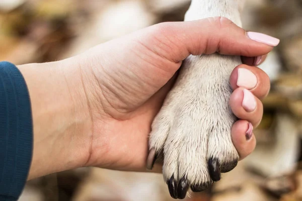 人間と犬の握手と愛 — ストック写真