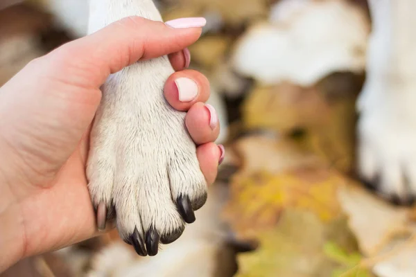 Handdruk Liefde Tussen Mens Hond — Stockfoto